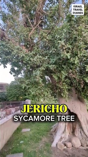 Old and biggest sycamore tree in Jericho city center