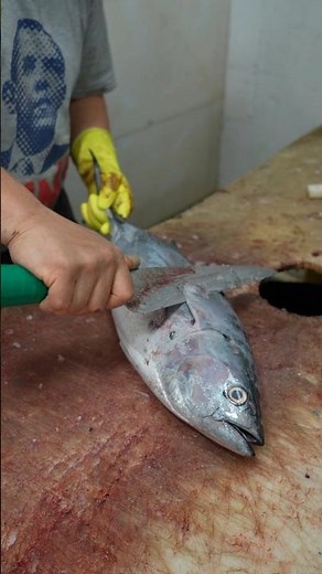 Tuna Cutting at Home Made Simple – No Experience Needed!