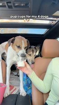 pup cups for my 4 dogs 🍦🐶🤍✨#asmr #dogasmr #dogtreats #pupcup #funnydogs