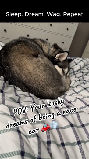 Dog Dreaming and Running in His Sleep 🐾💤 (Cutest Thing Ever!) #viralvideo #memes