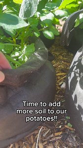 27 reactions | It’s time to add more soil to my potatoes! Whenever I...