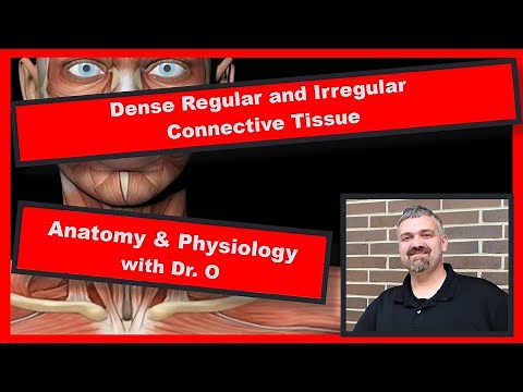 Dense Regular and Irregular Connective Tissue: Anatomy and Physiology