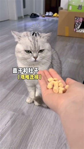 Unleash the Cat's Secret Handshake