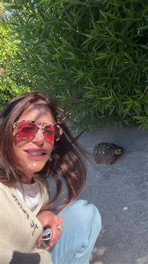 Understanding the Best Times for Turtle Care