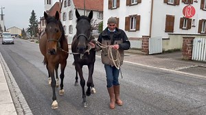 39K views · 996 reactions | { RENCONTRE AVEC ALBERT KETTERER, L'HEUREUX ESCLAVE DE SES CHEVAUX !! } En selle tous les jours pour préparer ses propres pensionnaires, le permis d'entrainer Albert Ketterer est une grande figure des courses en Alsace, typique de l'amateurisme dans une région finalement méconnue de l'hippisme français. A 68 ans, ce précurseur de l'Agriculture bio revendique son statut d'esclave des chevaux ! | France Sire | Facebook