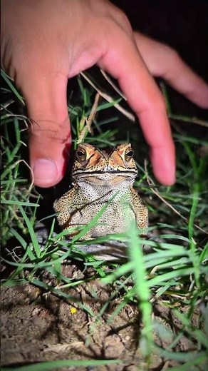 TEP LONGHENG FUNNY - funny frogs compilation (Catch Frogs For Fun)