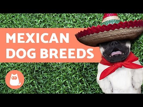 Mexican Dog Breeds - Existing and Extinct