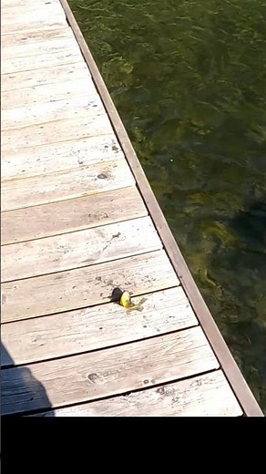 catch and release explained #fishing #nature #pb