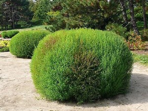 Cypress: planting and care, cultivation and propagation in the open ground