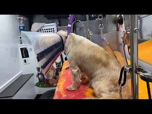 Grooming an Aggressive Dog (full groom)