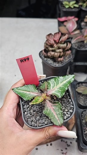 Clearance Sale Part 1 We badly need space in the garden. HOW TO ORDER • Comment or PM the plant code • Invoices with individual plant photos are sent after the live • For post selling, invoices are sent automatically once the plant code is typed • Bidding items go to the highest bid at cut-off • New buyers must PM first RULES • First comment or PM (based on our screen) gets the plant • First-time miners must PM to confirm their mine • Payment deadline: – First-time miners: 24 hours – Regular min