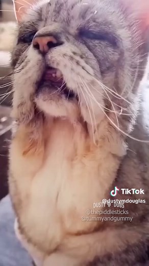 Cattin’ Around Mashup 4: Funny Feline Voiceover Compilation