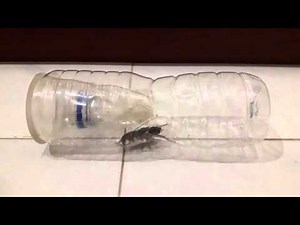 Cockroach Trap