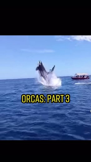 Replying to @Katie 🌺 | Lawyer & DJ Part 3: more on the orca “attacks”. #orca #learnontiktok