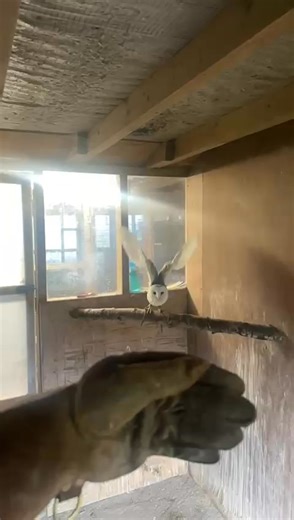 The numbers for next week's bonus ball raffle are in the comments. Just like Casper, they are flying out! 10 euro per number with a 200 euro prize cant be bad! | Animal Magic Wildlife Displays