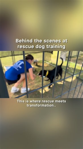 36 reactions | From rescue to forever  Every dog at Home For Good...