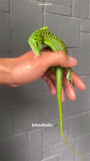 Certified biteholic✅ in frame : Emerald Skink, Green Tree Skink (Lamprolepis smaragdina) 🦎💚 #funnyanimals #fyp #foryou #humor #relatable | geckoindonesiaexport