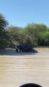 690K views · 10K reactions | Watch Sebakwe having the time of his life at what we call Egyptian Goose Dam in the reserve — filmed by Ranger Ryan while out driving with guests.  This dominant bull loves the water and to put his full force into splashing in the dam, showing his incredible strength and control. | Jabulani Safari | Facebook