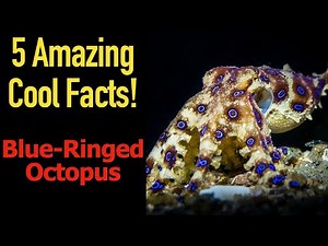 5 Fascinating Facts About The Blue Ringed Octopus