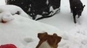 Wow - Snow Blast in North Bend, WA