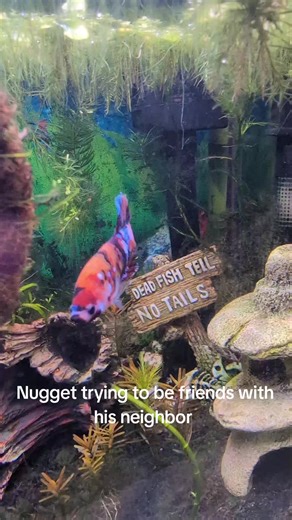 Understanding Betta Fish Behavior and Interactions