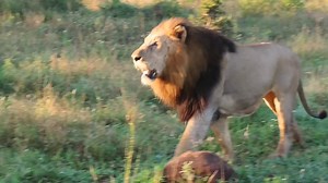 1M views · 10K reactions | Majestic male lion in full pursuit of the looming threat #reels #life #viral #trend #episode #reelsfb #travel #wild #roar #wild #reelsviral #video #nature #africa #wildlife #Amazing #safari #story #trending | African Bush Kingdom | Facebook