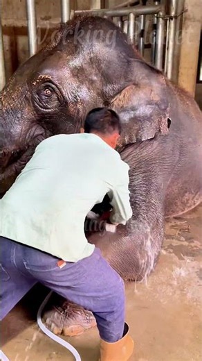 Give A Baby Elephant A Bath ✨