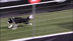 The AKC Diving Dogs participants are making a splash in this year’s event. | American Kennel Club