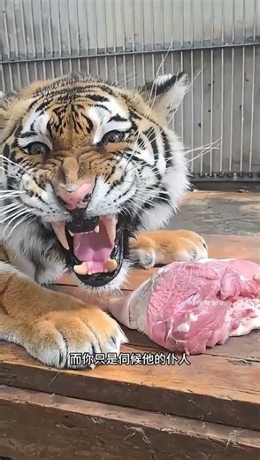 為什麼古人都喜歡叫老虎蟲子呢？#動物解說#老虎#動物科普#奇妙的動物