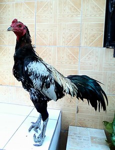 Dami breeders nakahiram nitong manok ko bihira pa Kasi noon Ang (old) pama | Battle Cross II