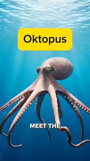 Oktopus blue blood #facts #animalfacts #science #venomouscreatures #wildlife