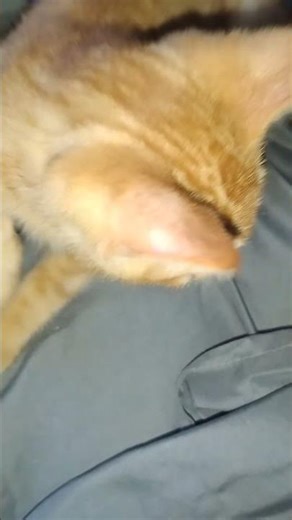 don't click the sound or I will fight you me and my cat #awolnation