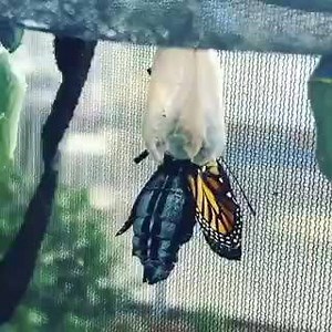 114 shares · 18 comments | Monarch Monday here at Butterfly Farms. This is how life begins for a Monarch butterfly. Once the Monarchs emerges from the chrysalis it needs to pump fluid from its abdomen out to its wings to get them full size. This one will hang around today in the warm sun while its wings dry. | Butterfly Farms | Facebook