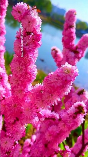 “Nature’s Spring Masterpiece 🌷 | Relaxing Flowers & Birds Sounds”