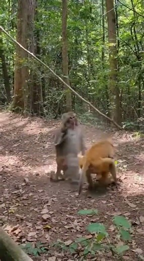 Monkey vs Monkey Fight 😱 Jungle Battle Caught on Camera!