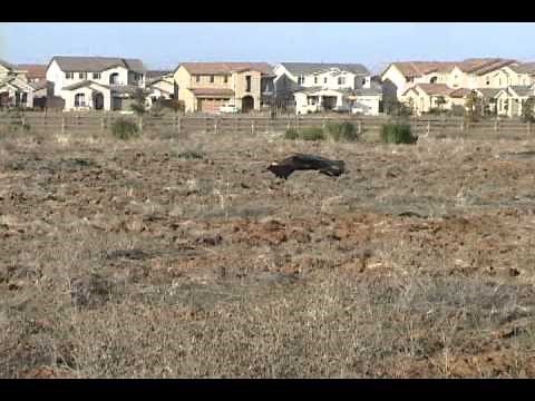 Golden Eagle Clobbers Dog