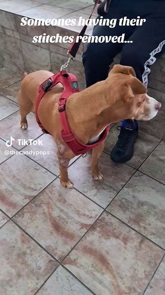 Dog's Stitches Removal: A Gentle Morning Routine