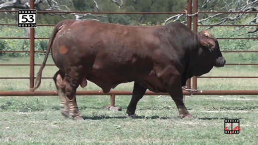 Talk about a bull with POWER! If you are looking for a little more bull power make plans to see us in Brenham, Texas on October 18, 2025. Over 100 powerhouse Beefmaster bulls to choose from! https://beefmasterbullsale.com/texas-sale/ | Beefmaster Bull Sale