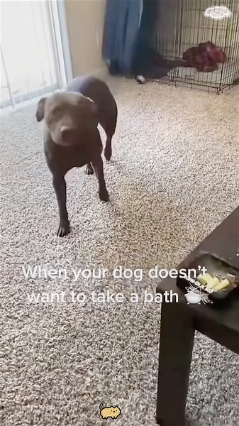 Why Dogs Fear Bath Time: Understanding Your Pet