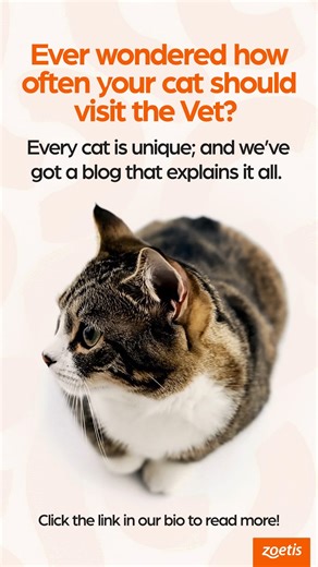 Every cat has unique health needs, and the frequency of Vet visits depends on age, lifestyle, and risk factors. From kittens to seniors, regular check-ups are essential to catch concerns early and maintain long-term wellbeing. Learn more in our latest blog, click the link in our bio. Blog link: https://www.zoetispets.com/in-en/blog/cat/how-often-cat-vet-visits/ . . . #Zoetis #ZoetisIndia #itch #petcare #dogcare #petsupport #petcaretips #wintercare #petproducts #Vetcare #petparasites #Didyouknow 