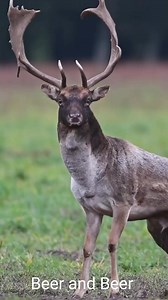 5.5M views · 10K reactions | Deer delivery baby #animals | Willo reels | Facebook