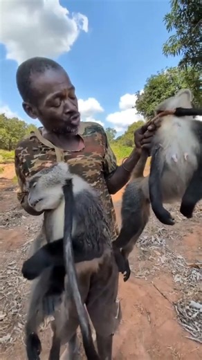 why do African tribes hunt monkeys for the first time | Africans monkey hunting| #africanhunting