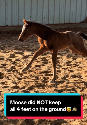 Moose's Unstable Stunt: A Hilarious Moment
