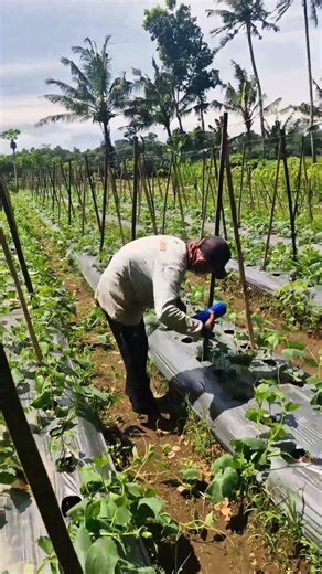 easy way to install trellis for cucumber plants #shorts