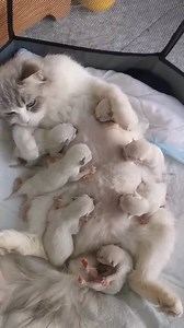280K views · 3.7K reactions | Mother cat Feeding her cutest tribe kittens | Baby Cat | Facebook