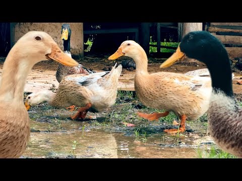 Duck Friends good morning | Duck eating | Duck Relaxing