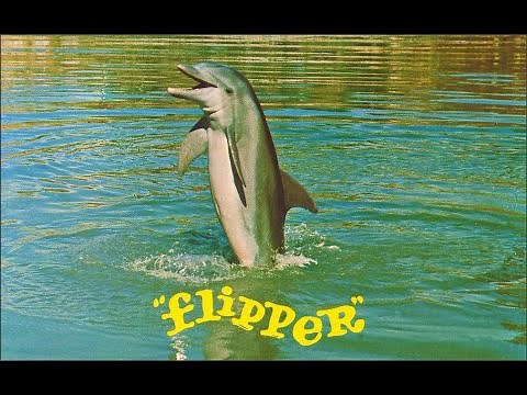 Série Flipper – Curiosidades e O Que Aconteceu aos Atores.