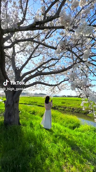 夜桜ライトアップで楽しむ福岡の穴場桜スポット