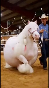 This brief evaluation captures refined alignment behavior as controlled transitions confirm balance stability within the structured motion window. #cuteminipets #movementreview #performancecycle | Cute Mini Pets