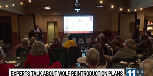 Experts talk about Colorado wolf reintroduction plans